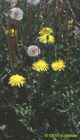 Traxacum vulgare