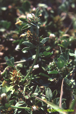 Trifolium scabrum(2)
