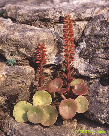 Umbilicus gaditanus