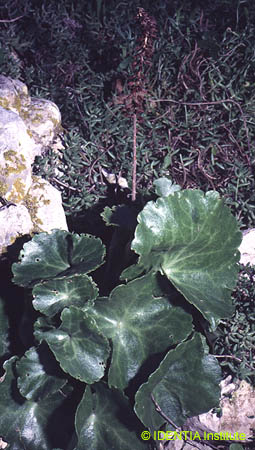 Umbilicus rupestris