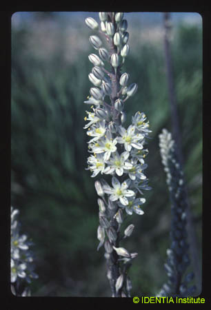 Urginea maritima(2)