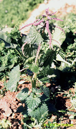 Urtica dioica