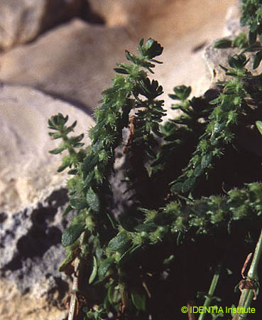 Valantia hispida