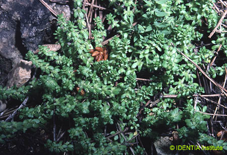 Valantia muralis