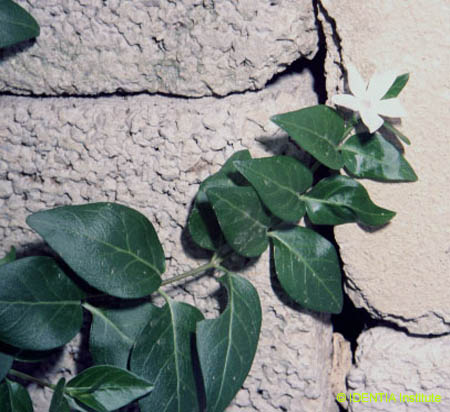 Vinca major