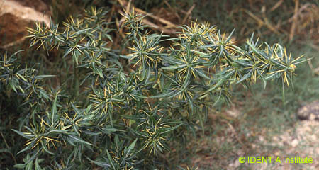 Xanthium spinosum