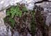Adiantum capillus-veneris