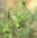 Aegilops geniculata