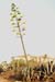 Agave americana