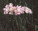 Allium roseum
