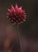 Allium sphaerocephalon