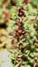 Amaranthus blitoides