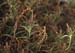 Amaranthus muricatus(2)