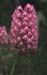 Anacamptis pyramidalis(2)