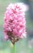 Anacamptis pyramidalis