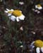 Anacyclus clavatus