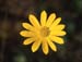 Anemone palmata