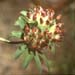 Anthyllis vulneraria(2)