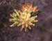 Anthyllis vulneraria
