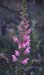 Antirrhinum barrelieri barrelieri