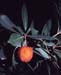 Arbutus unedo