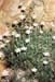 Arenaria montana intricata