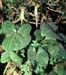 Arisarum vulgare(2)