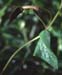 Aristolochia pistolochia