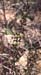 Asparagus horridus(2)
