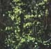 Asparagus horridus