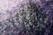 Asperula aristata(2)