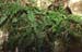 Asplenium fontanum(2)
