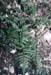Asplenium onopteris