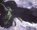 Asplenium petrarchae(2)
