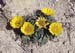 Asteriscus maritimus(2)