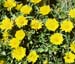 Asteriscus maritimus(3)