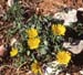 Asteriscus maritimus