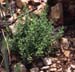 Asterolinon linum-stellatum