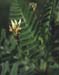 Astragalus boeticus(2)