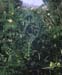 Astragalus boeticus