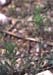Atractylis cancellata