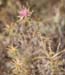 Atractylis humilis