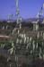 Avena sterilis