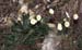 Bellis sylvestris