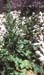 Beta vulgaris(2)