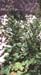 Beta vulgaris
