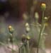 Bidens subalternans