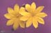 Blackstonia grandiflora(2)