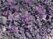 Borago officinalis