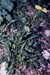 Brassica repanda maritima(3)